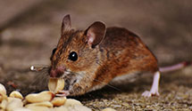 24 Hour & Emergency Exterminators in Bar Mills, ME
